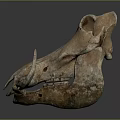 Detailed Ancient Weathered Animal Skull With Curved Horns Skeletal Features And Natural Texture