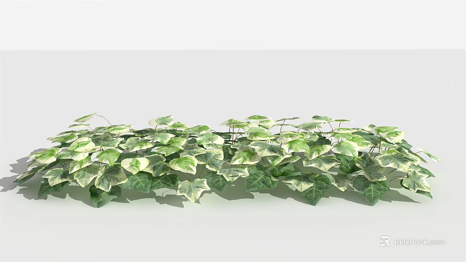 Lush Green Ivy Plants With Heart Shaped Leaves In Natural Growth 3d model 
