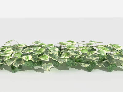 Lush Green Ivy Plants With Heart Shaped Leaves In Natural Growth 3d model
