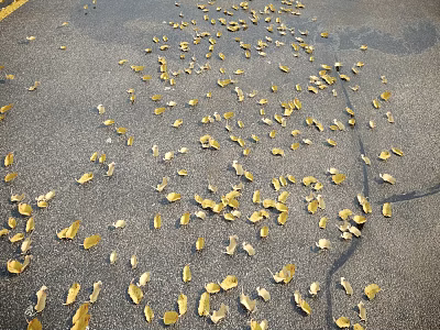 Many Yellow Autumn Leaves Scattered Across Gray Asphalt Road Surface 3d model
