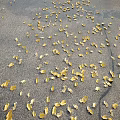 Many Yellow Autumn Leaves Scattered Across Gray Asphalt Road Surface