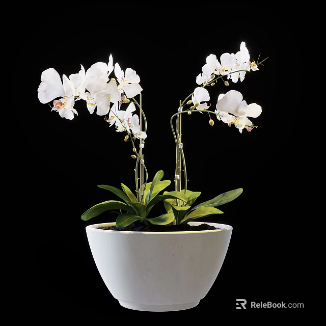 Elegant Garden Ornament With White Orchids Green Leaves In White Pot Against Black Background 3d model 