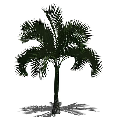 Tall Palm Tree With Feather Like Fronds And Lush Green Foliage 3d model