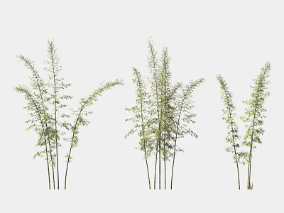 Various Bamboo Plants With Different Heights And Green Leaves In Group 3d model