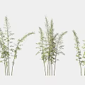Various Bamboo Plants With Different Heights And Green Leaves In Group