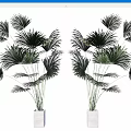 Potted Bonsai Plants With Green Fan Palm Leaves In White Planters For Symmetric Indoor Decor