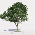 White Circular Flower Pot Base Supporting Green Leafy Tree in Garden 3d model