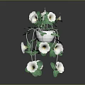 Trailing Hanging Plant With White Blooms And Lush Green Leaves In Decorative Pot