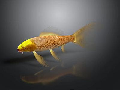 Golden Fish with Yellow Head and Golden Body on Gray Background Showing Reflection in Water 3d model