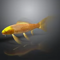 Golden Fish with Yellow Head and Golden Body on Gray Background Showing Reflection in Water