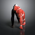 Gorilla 3D Model Displaying Muscular Organs And Black Fur Features