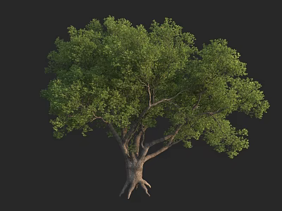 Lush Green Arbor With Thick Trunk And Dense Foliage In Natural Growth Form 3d model