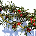 arbor bayberry branch litchi tree courtyard fruit tree landscape tree modeling tree 3d model