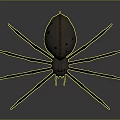 Detailed View Of Large Spider With Long Thin Legs And Brown Spotted Body
