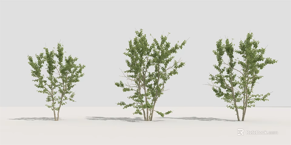 Three Arbor Trees With Green Leaves And Branches Isolated On White Background 3d model