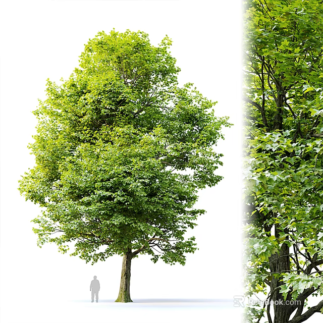 Lush Green Arbor With Vibrant Canopy And Healthy Trunk In Natural Growth Environment 3d model 