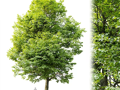 Modern Trees Landscape Trees 3d model
