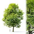 Modern Trees Landscape Trees 3d model
