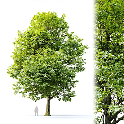 Lush Green Arbor With Vibrant Canopy And Healthy Trunk In Natural Growth Environment 3d model