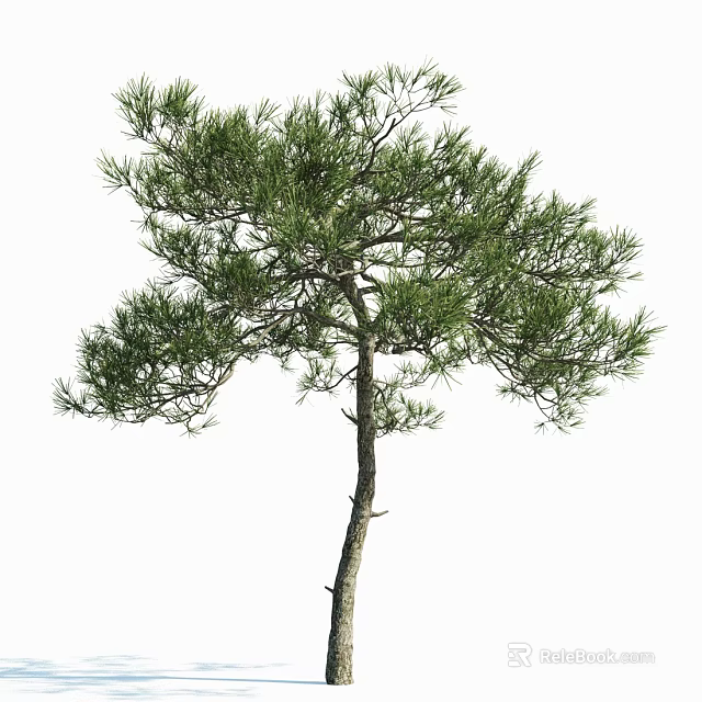 Tall Pine Tree With Green Needles And Slender Trunk Isolated On White 3d model