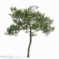 Tall Pine Tree With Green Needles And Slender Trunk Isolated On White 3d model