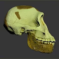 Yellowish Orange Spotted Skull Model Displayed On Dark Background With Reflection 3d model