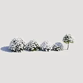 Snow Covered Bushes in a Row of Four with a Tree Beside Winter Garden Scene