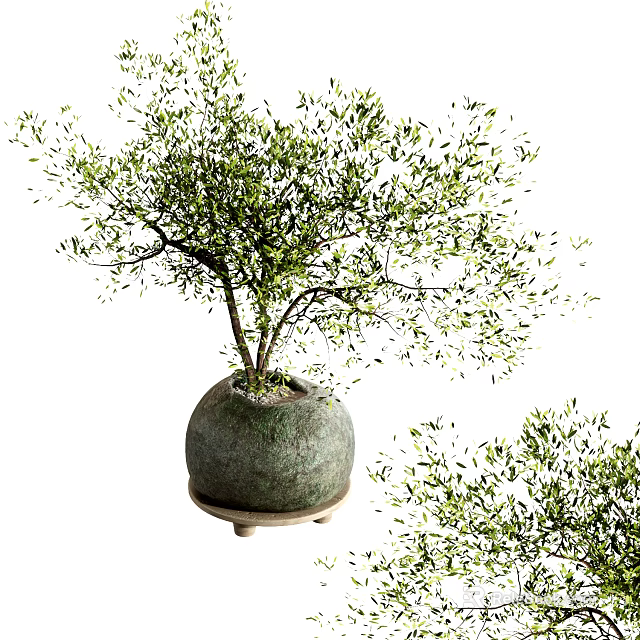 Indoor Decorative Bonsai Plant With Green Leaves And Round Ceramic Pot Tray 3d model 