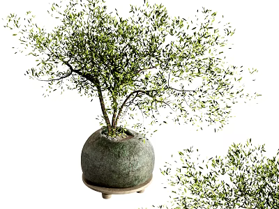 Indoor Decorative Bonsai Plant With Green Leaves And Round Ceramic Pot Tray 3d model