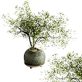 Indoor Decorative Bonsai Plant With Green Leaves And Round Ceramic Pot Tray