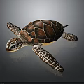 Vibrant Sea Turtle With Patterned Shell Striped Flippers And Reflection On Dark Background 3d model