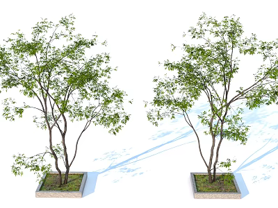 Two Trees with Green Foliage in Square Planters and Shadows on White Background 3d model