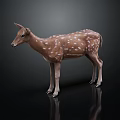 Brown Deer With White Spots 3D Model Standing On Black Background With Reflection