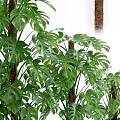Green Monstera Potted Plants In White Pots With Various Sizes For Indoor Decor
