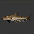 Household Decorative Fish Model 3D Rendered With Yellow Black Spots Gray Gradient Background And Reflection 3d model