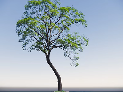 Tall Arbor With Curved Trunk And Green Leaves Against Blue Sky Background 3d model