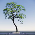 Tall Arbor With Curved Trunk And Green Leaves Against Blue Sky Background