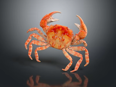 Aquatic Animal Crab With Orange Red Spotted Shell Large Claws And Long Legs 3d model