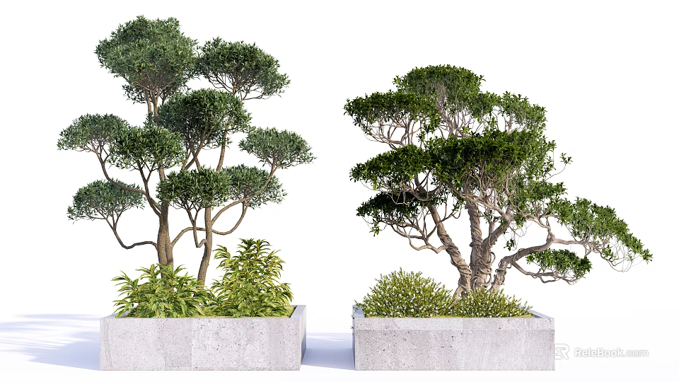 Ornamental Arbor Trees Planted in Concrete Planters With Surrounding Small Shrubs 3d model 