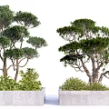 Ornamental Arbor Trees Planted in Concrete Planters With Surrounding Small Shrubs