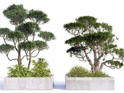 Ornamental Arbor Trees Planted in Concrete Planters With Surrounding Small Shrubs 3d model
