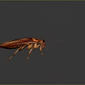 Orange Cockroach With Long Antennae And Detailed Body On Dark Background