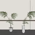 Two Potted Bonsai Plants on Wooden Shelf with Light Wall and Circular Decoration
