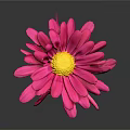 Vibrant Pink Flower with Yellow Center and Green Stem and Leaves on Gray Background
