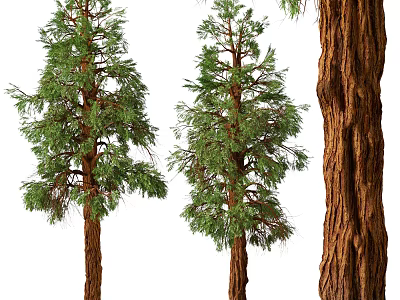 Tall Lush Trees With Green Foliage And Rough Trunk Texture Natural Appearance 3d model