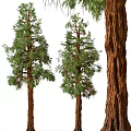 Tall Lush Trees With Green Foliage And Rough Trunk Texture Natural Appearance