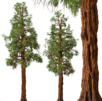 Tall Lush Trees With Green Foliage And Rough Trunk Texture Natural Appearance 3d model
