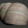 Sea Snail Natural Shell With Light Brown Striped Texture And Smooth Surface
