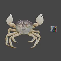 Large White Crab Holding Colorful Rubik's Cube On Gray Background
