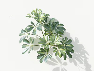Vibrant Green Plant With Palmate Leaves On White Background And Shadow 3d model